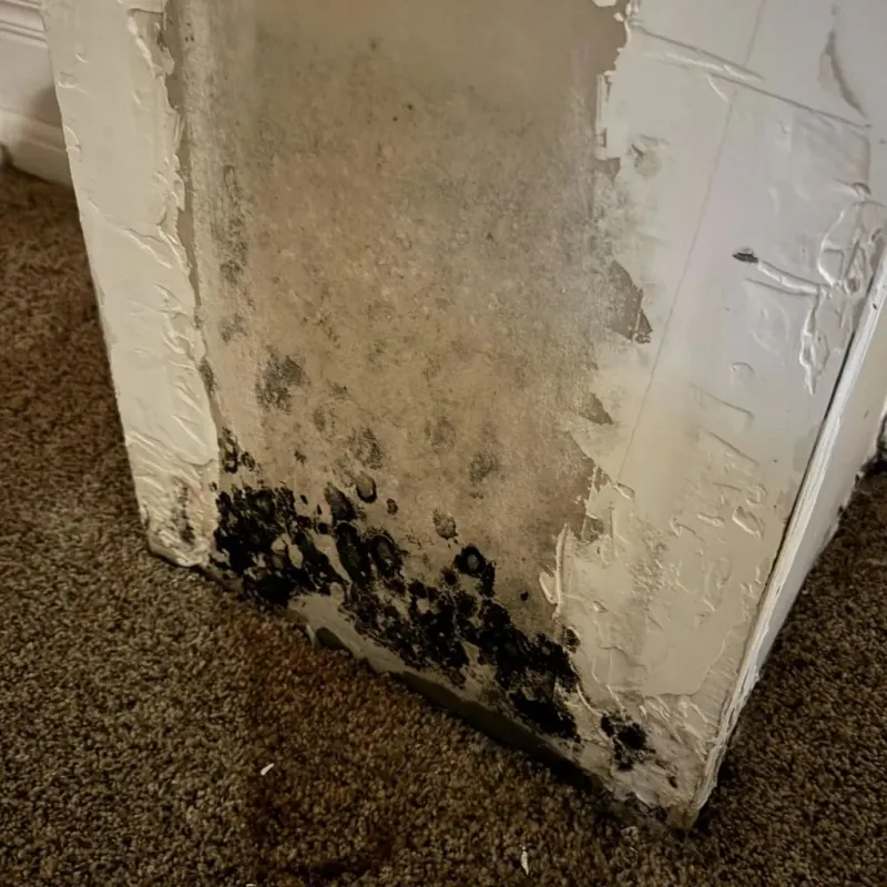 Professional Mold Removal in Morris, IL